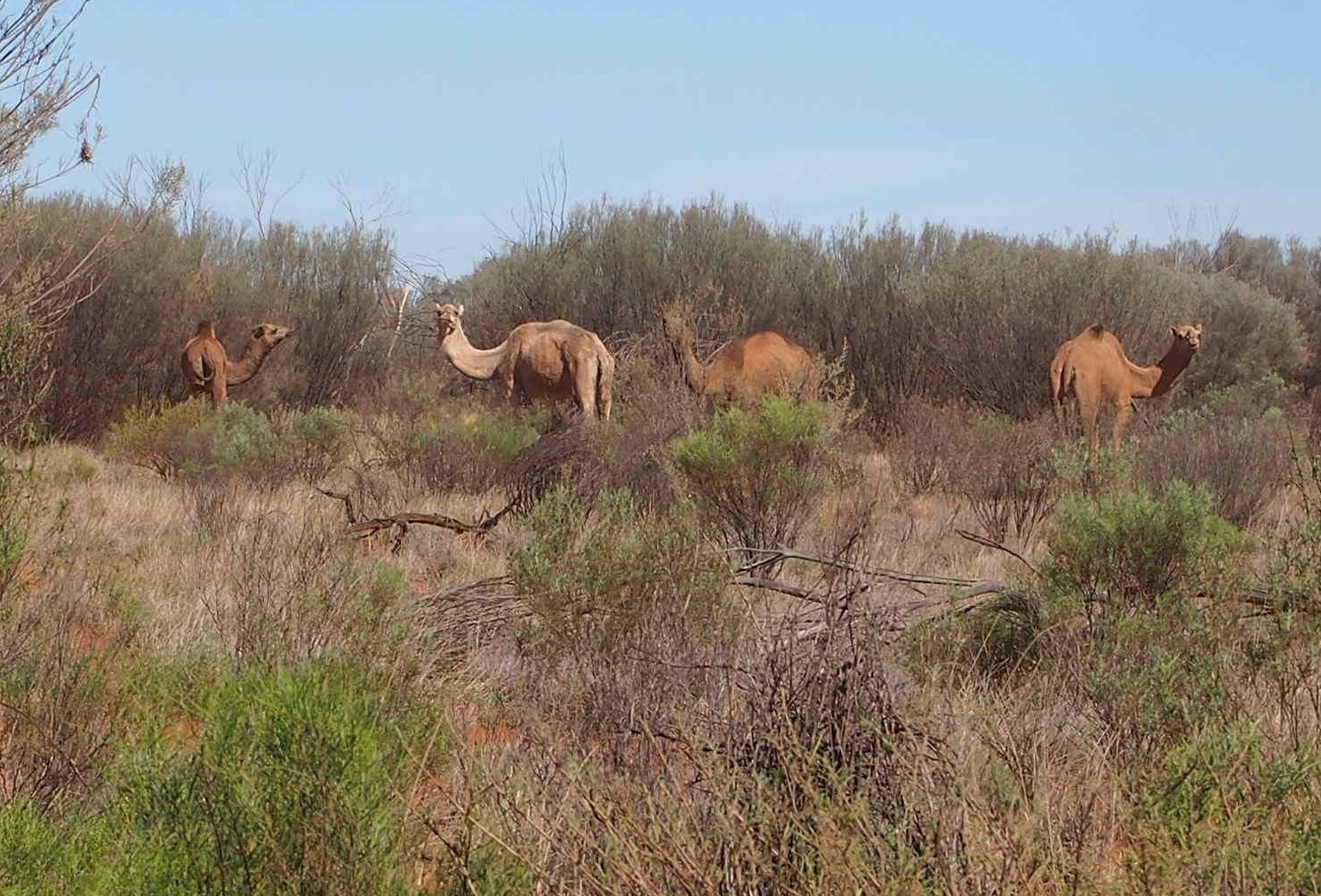 Feral camels, Central Australia - 2014