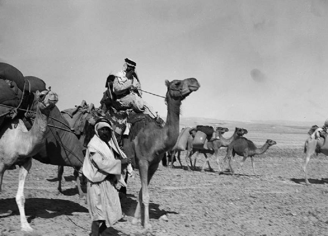 Camel caravan between Hafir el Auja & Kosaina - 1978