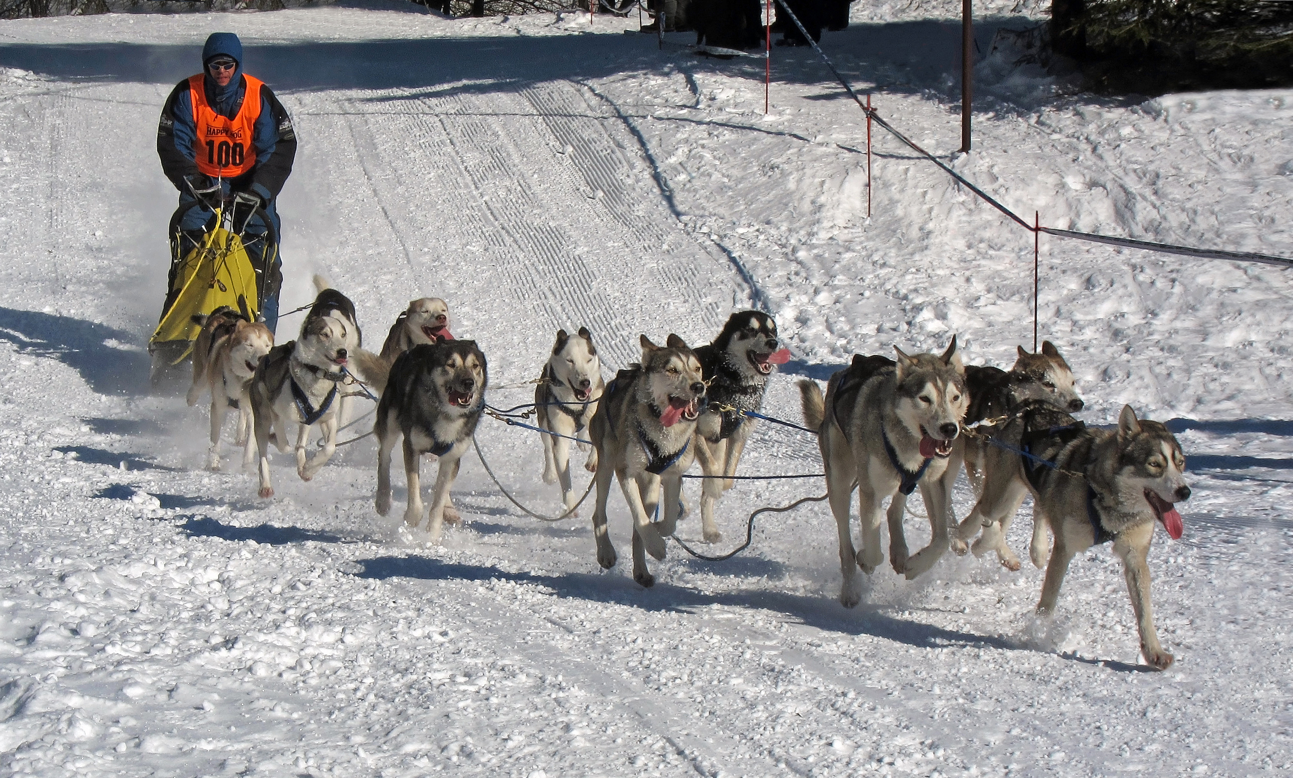 Siberian Husky's pulling a sledge - 2012