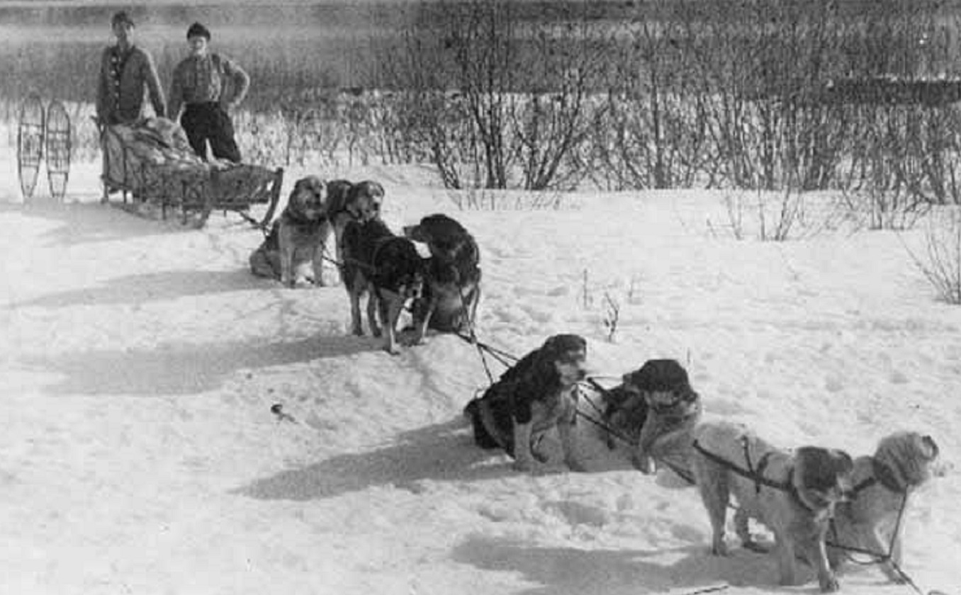 Fur trappers with snowshoes and dog sled team, Alaska, - circa 1900