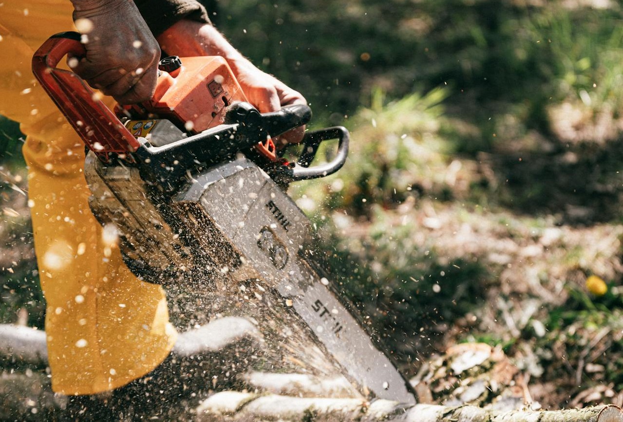 Loggers in the forest cutting trees.