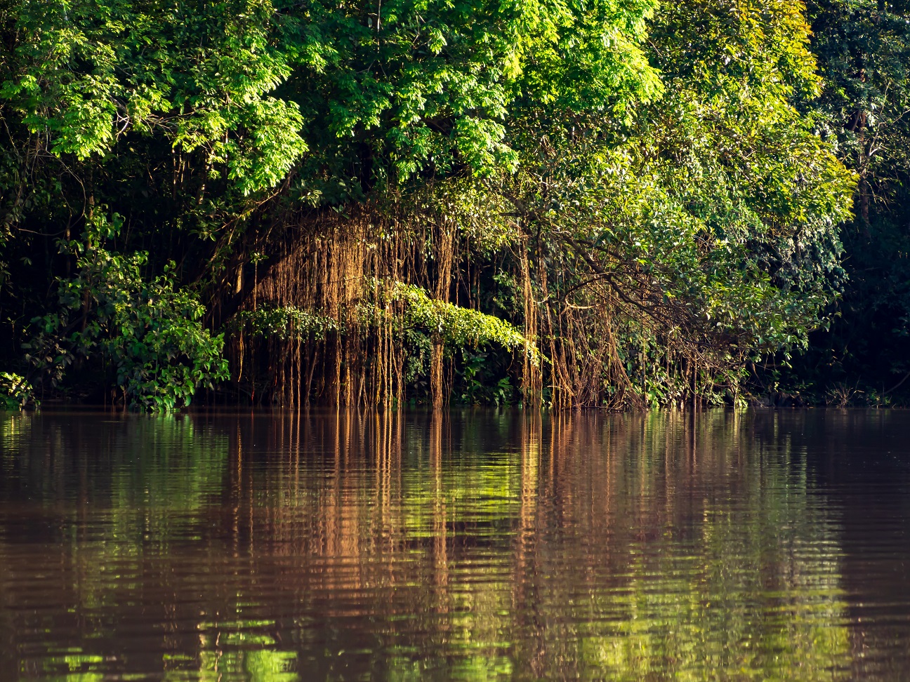 Tree by the water of the Mata Mata lagoon in the Amazon