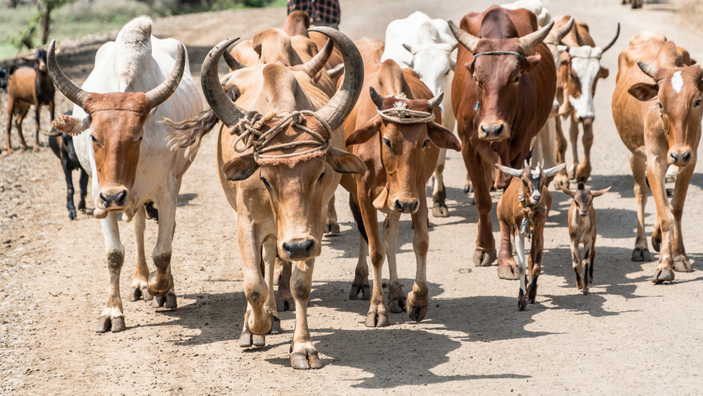 Cows and cattle in Mursi tribe