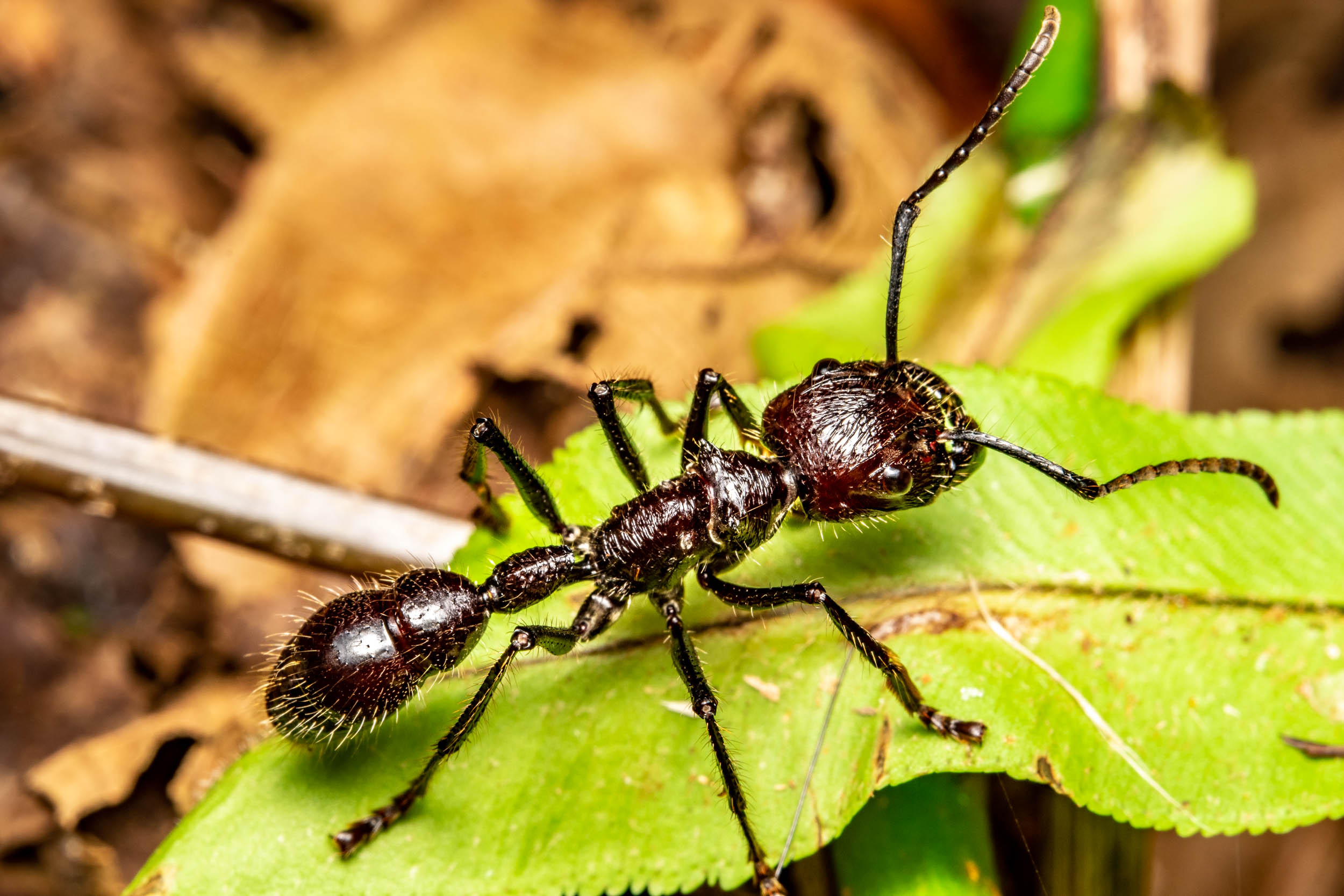Macro bullet ant - paraponera clavata