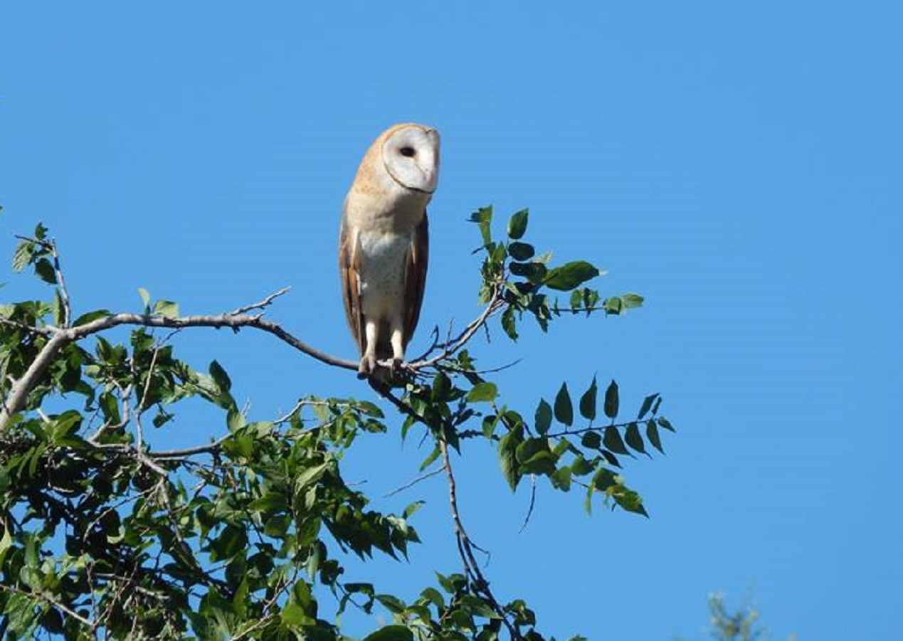 Barn owl standing on the tree - 2015
