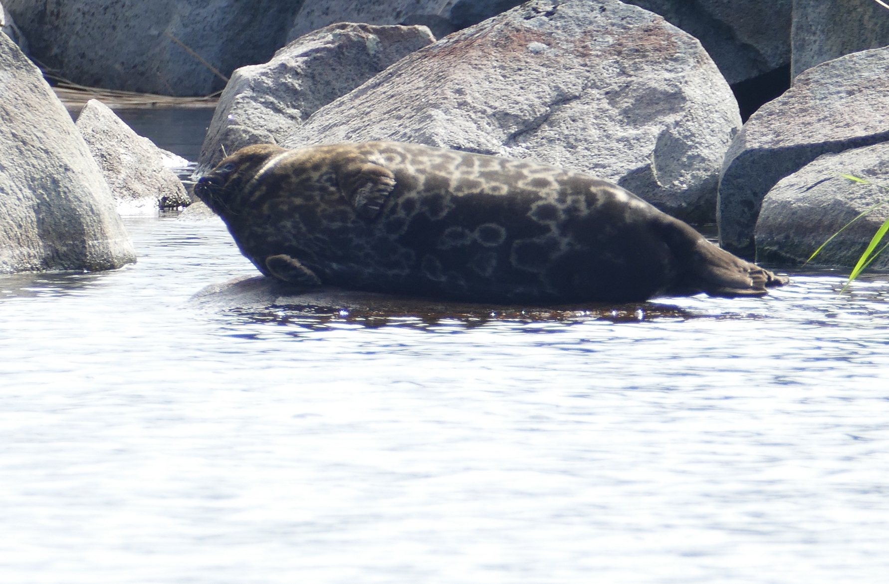 Saimaa ringed seal Pusa hispida saimensis on Lake Saimaa.