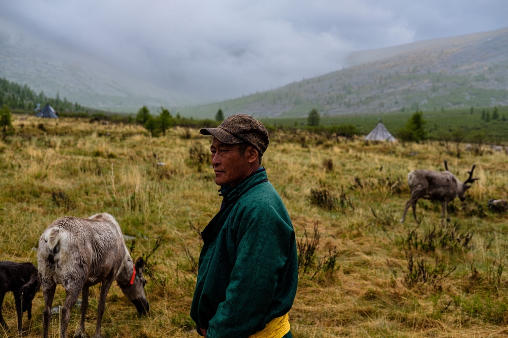 A man from the Tsaatan nomadic tribe standing outdoors with a group of reindeer