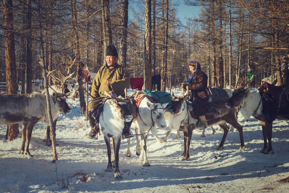 Mongolian from tsaatan, dukha tribe rides a reindeer
