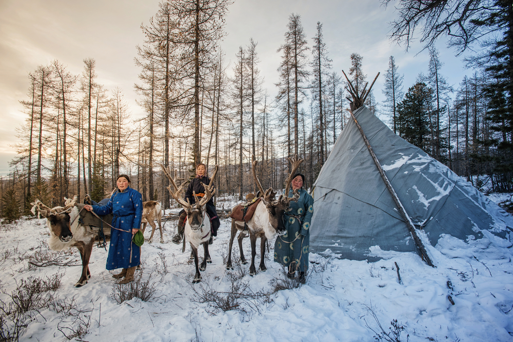 Mongolian Reindeer in traditionally Tsaatan family