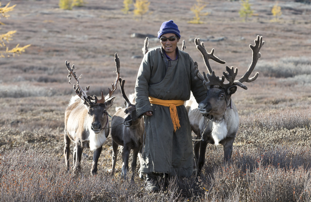 tsaatan man with his reindeers