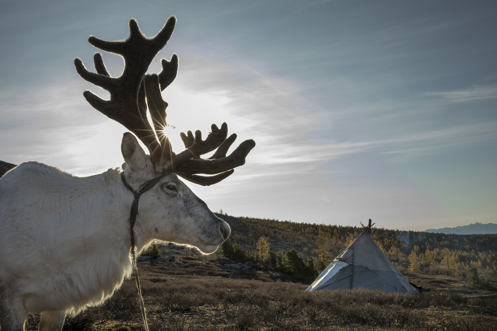 reindeer in northern Mongolia