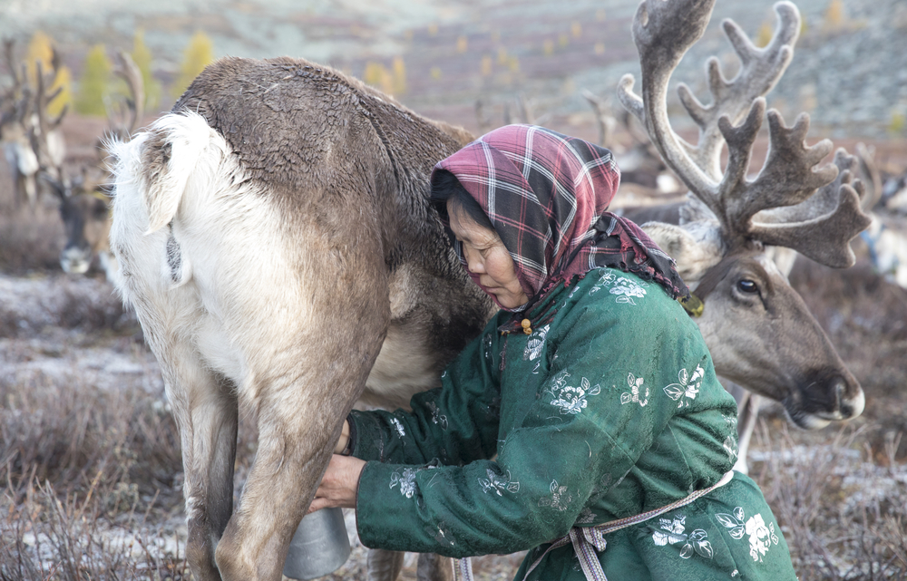 Tsaatan woman, dukha tribe milking a reindeer