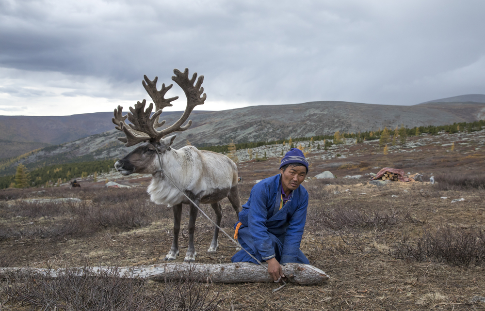 tsaatan man, dressed in a traditional tying down and a reindeer