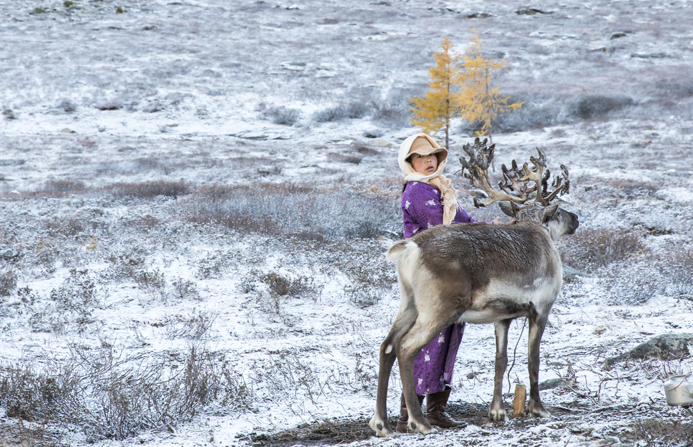 tsaatan woman, dressed in a traditional deel with a reindeer