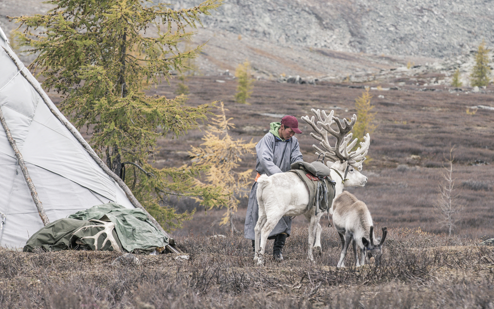 Tsaatan man saddling up his reindeer