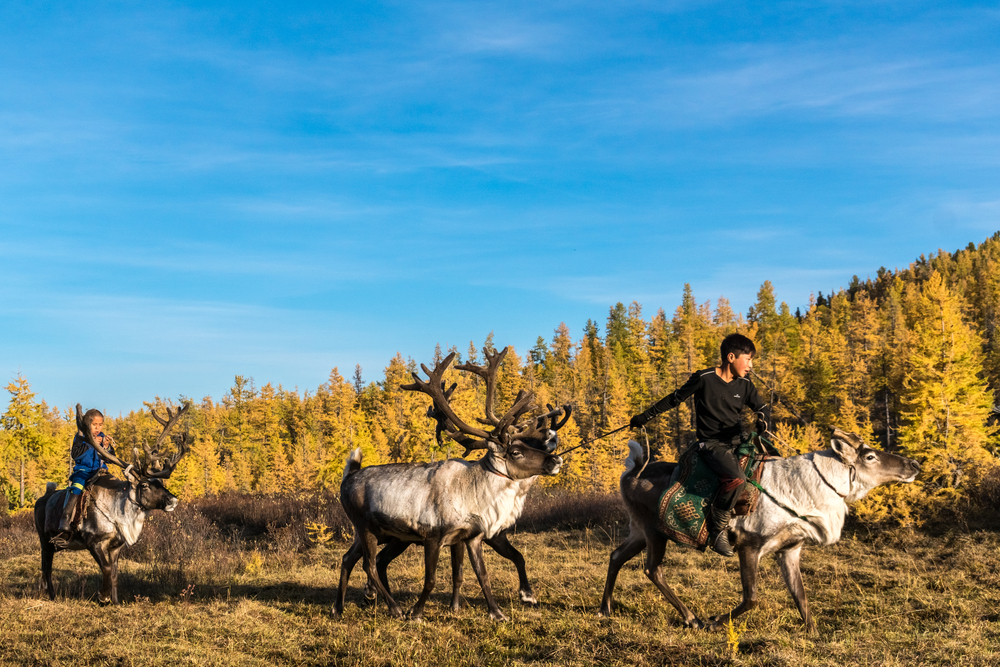 tsaatan tribe  boy and reindeer