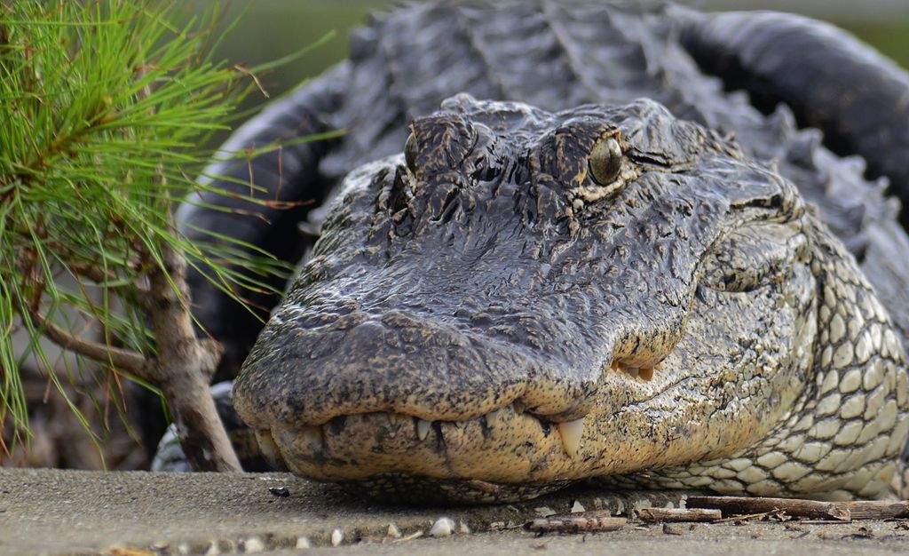 Front view of a Alligator crossing road in South Carolina
