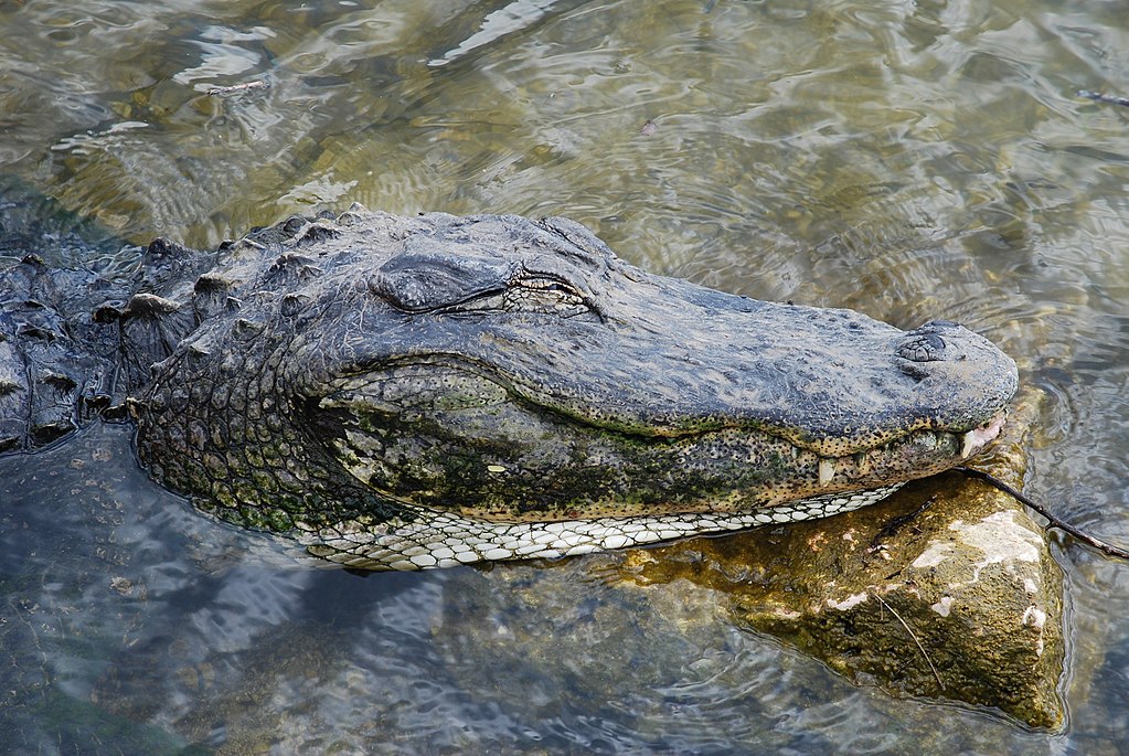 Alligator resting, Big Cypress National Preserve, Florida