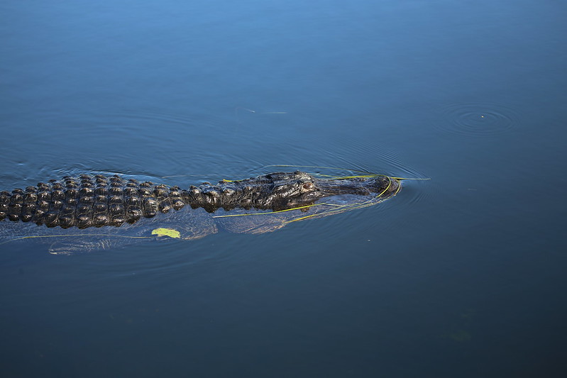 Florida alligator, A large adult American alligator's weight and length is 800 pounds (360 kg) and 13 feet (4.0 m) long