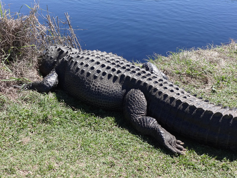Large Alligator lying on the ground, green grass and water surrounding