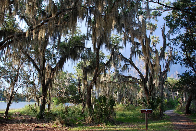 Landscape Photo of Skidaway Island Georgia