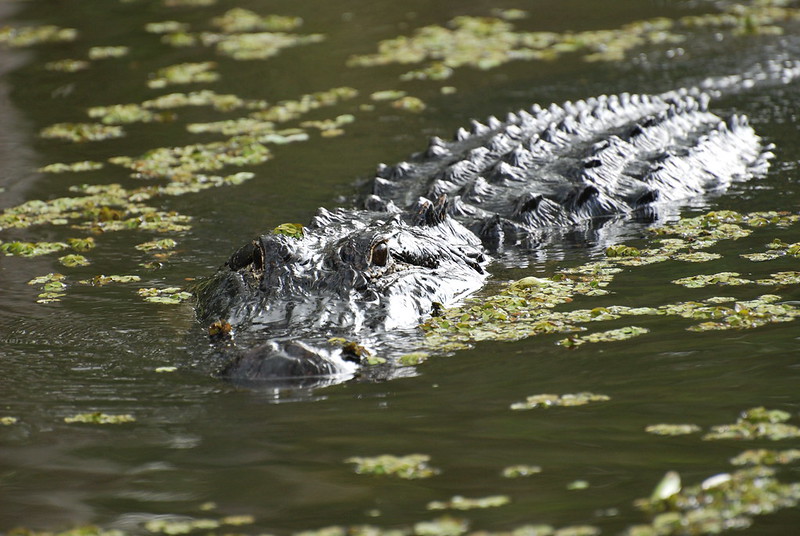 Alligator, Honey Island Swamp, Louisiana, USA
