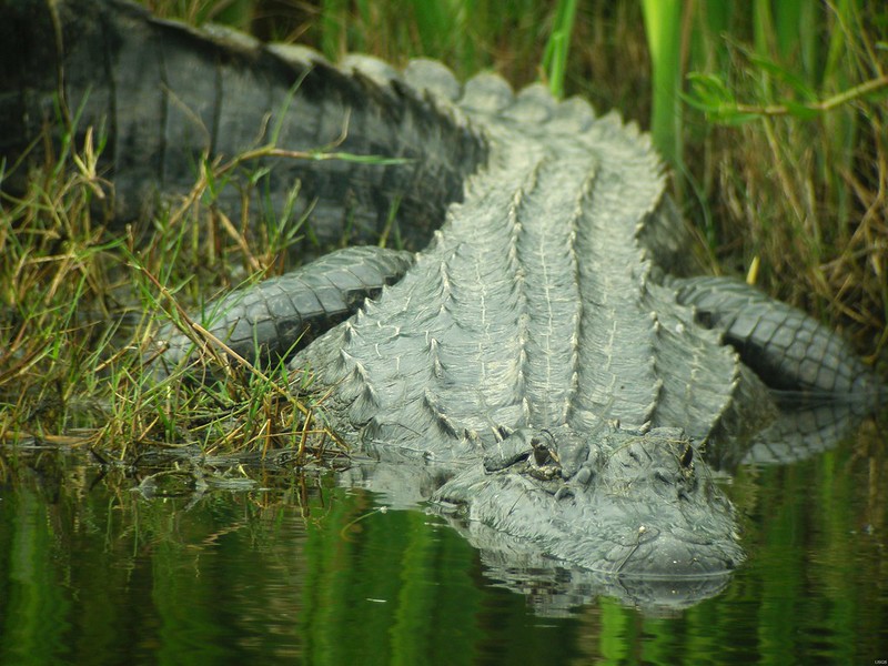 Large male alligator in a swamp