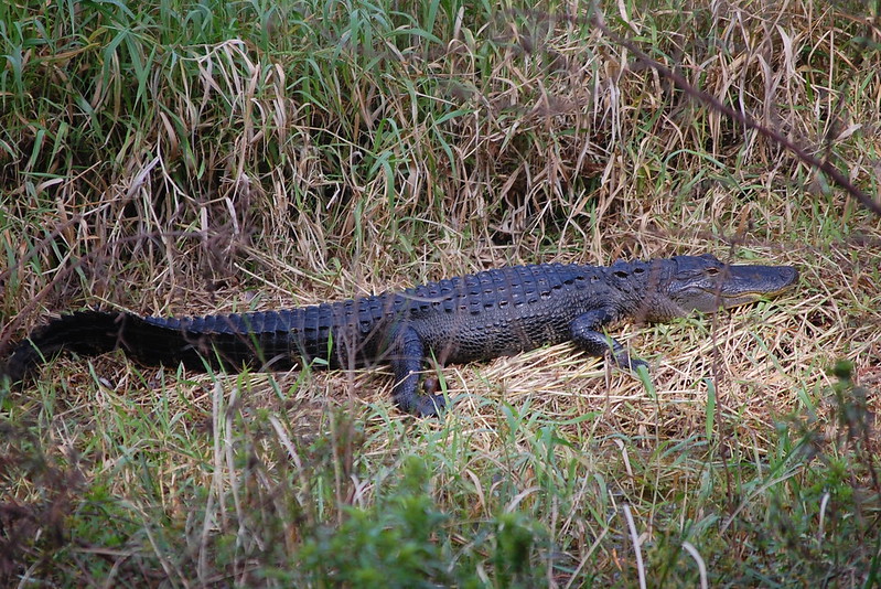 Close-up Photo of a Alligator in Circle B Bar Reserve - Lakeland, FL