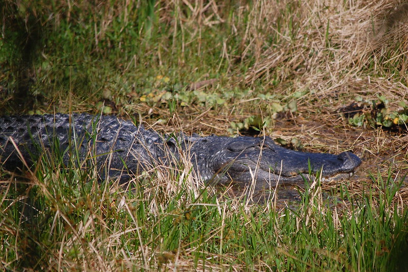Alligator coming in a swamp, Circle B Bar Reserve - Lakeland, FL
