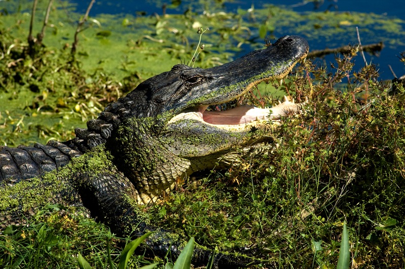 Close-up Photo of Alligator in Brazos Bend State Park