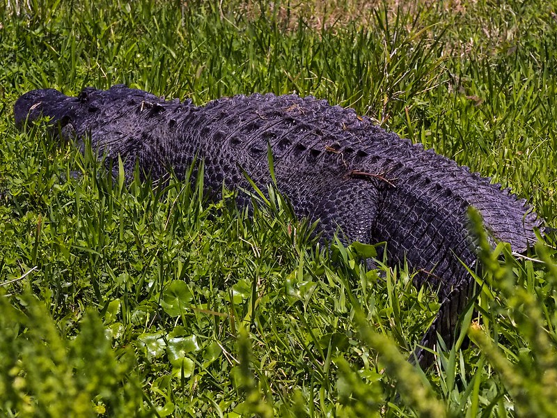 Giant Gator in the Grass, La Chua Trail Paynes Prairie Preserve State Park