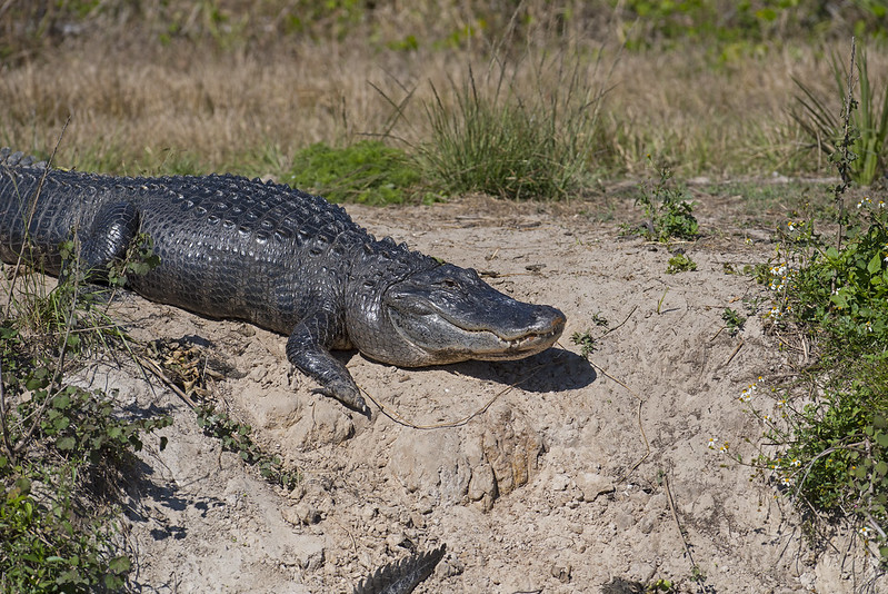 American Alligator Resting on a Canal Bank,