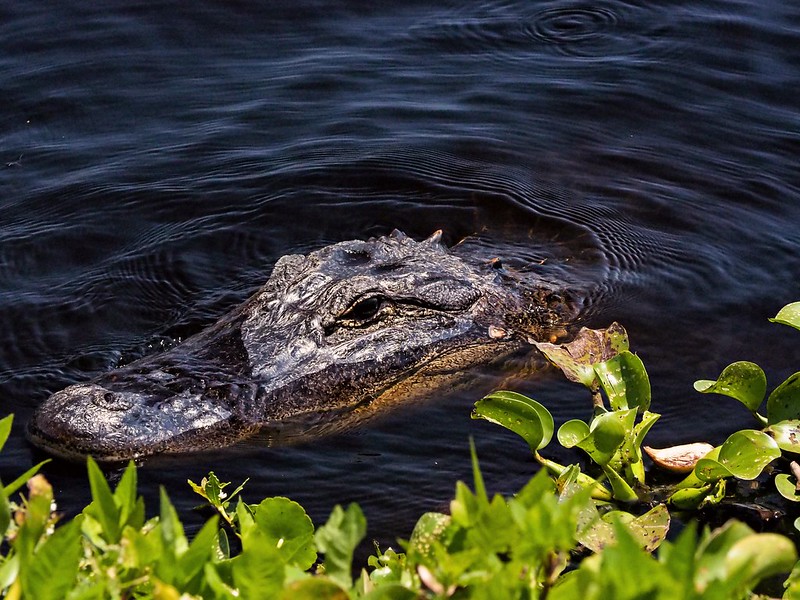 Out of the Depths Alligator, La Chua Trail Paynes Prairie Preserve State Park