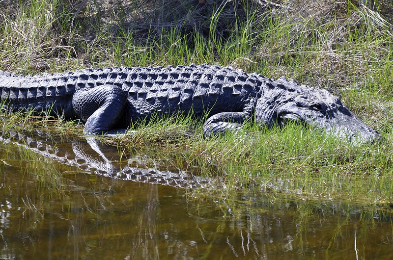 An extremely large American alligator near the exit of the wildlife drive