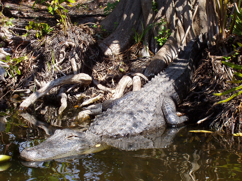 The 10 foot long alpha male alligator sunning itself in the waters of the Everglades