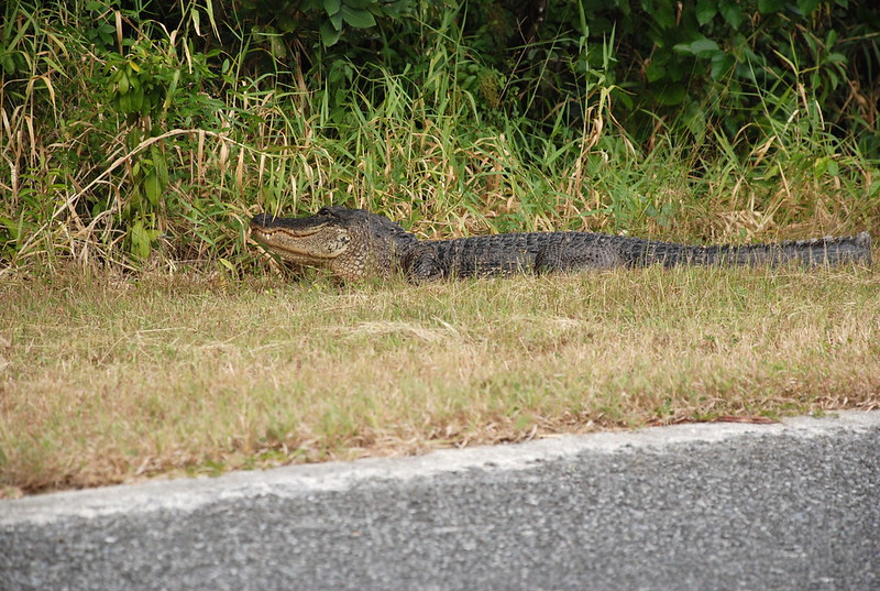 Roadside American alligator (Alligator mississippiensis) along the park road to Flamingo, FL