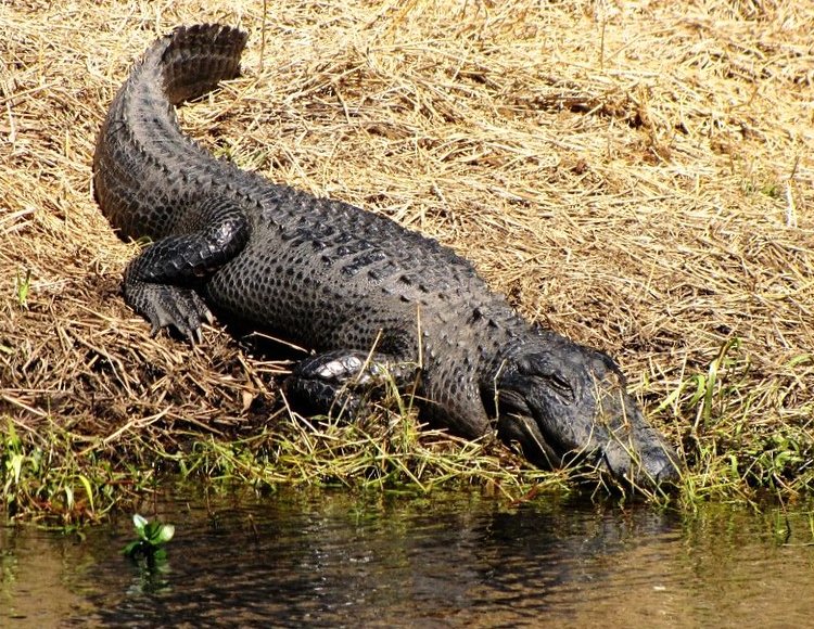 Florida Alligator Afternoon, Myakka River State Park, Florida