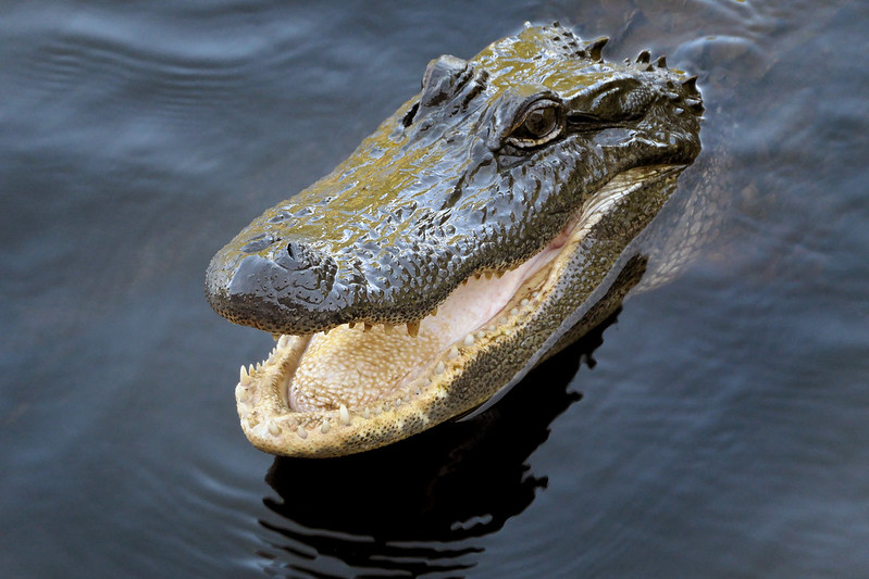 Close up Photo of The American alligator head