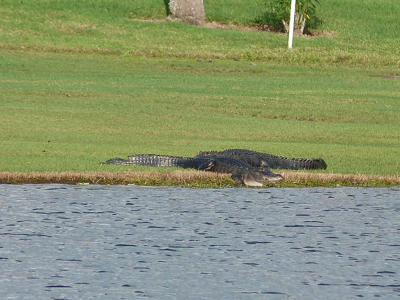 Two alligators on the golf course