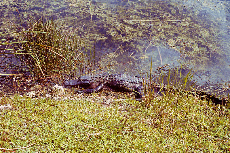 Alligator at Pond's Edge, Everglades National Park