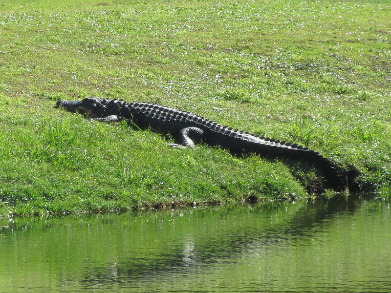 Alligator coming out of water in Harbour Town Golf Links, Hilton Head