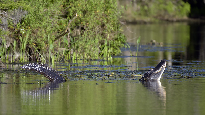 A large male alligator in the act of bellowing