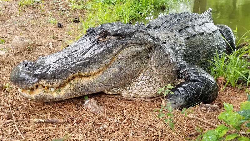 Large male Alligator coming out of water