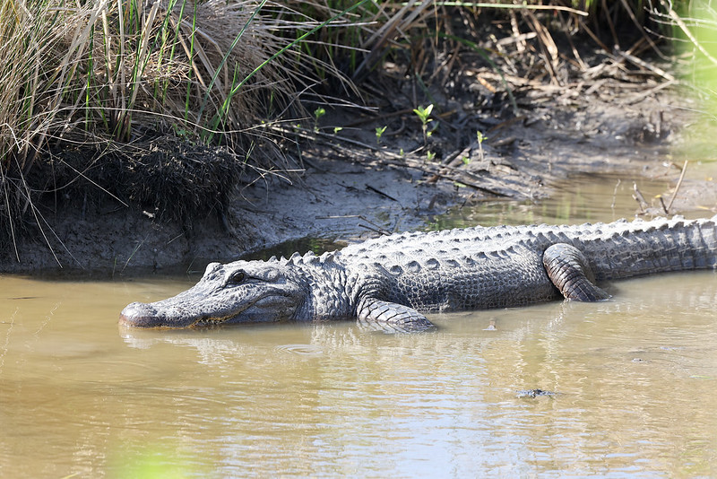 Alligator along the 