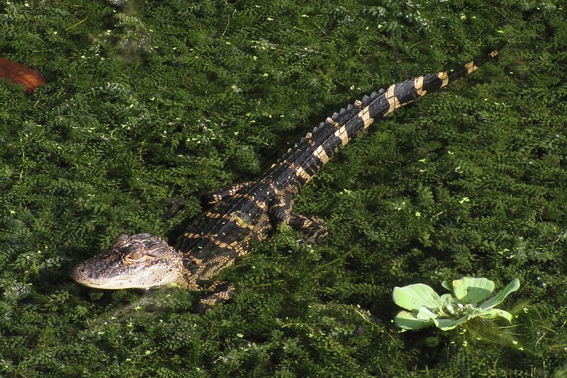 Juvenile Florida alligator at Sawgrass Lake Park