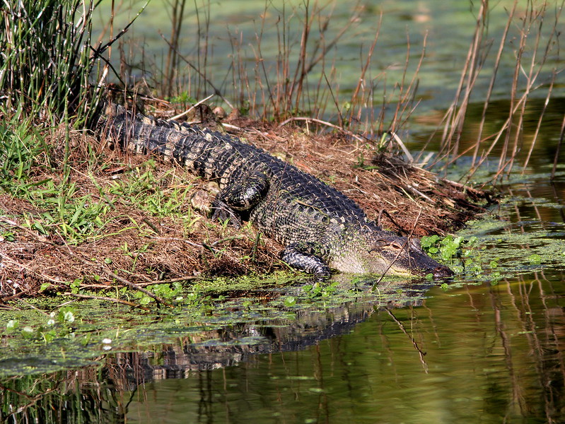 Alligator entering a pond in Green Cay Wetlands in west Palm Beach County