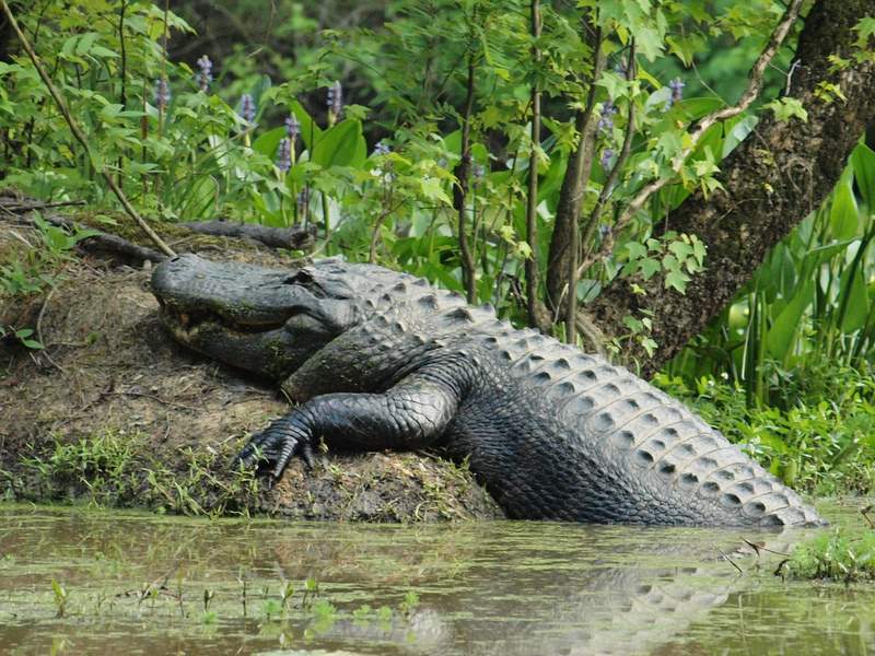 Wild American alligator at Congaree Creek Heritage Preserve