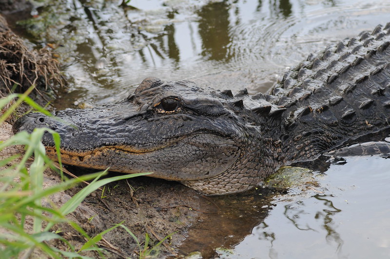 Alligator in a pond, Savannah Wildlife Refuge, Georgia USA