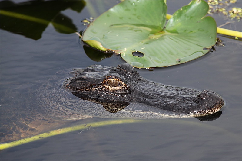 American Alligator (Alligator mississippiensis) Tampa, Florida