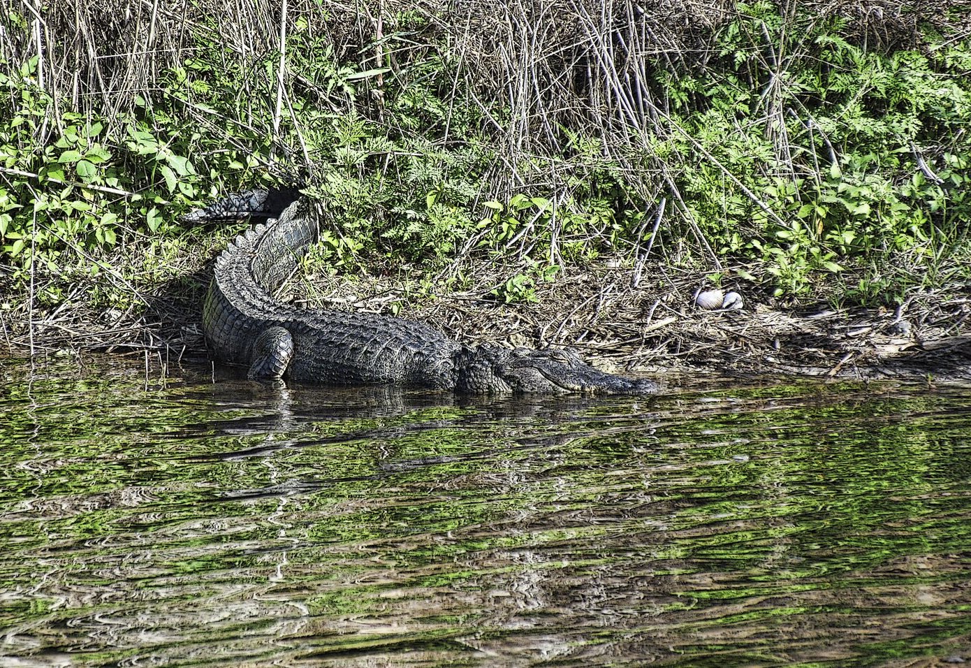 A close up of the alligator, clear water in front, trees in background